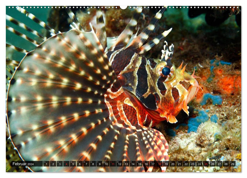 Tropical underwater world (CALVENDO wall calendar 2024) 