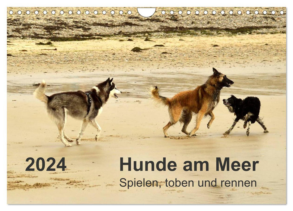 Hunde am Meer - Spielen, toben und rennen (CALVENDO Wandkalender 2024)