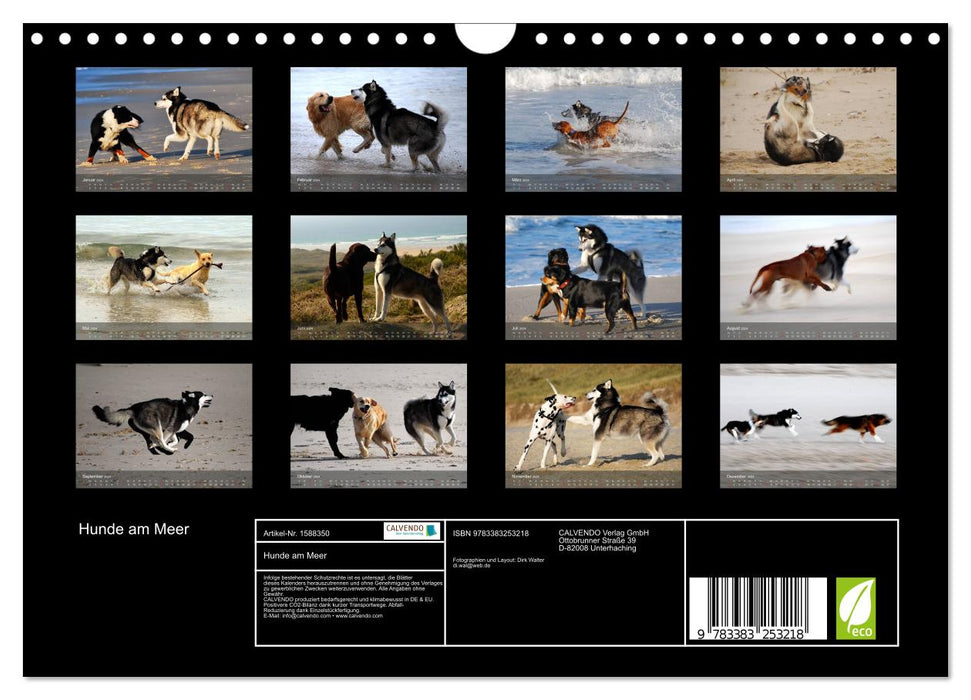 Dogs by the sea - playing, romping and running (CALVENDO wall calendar 2024) 