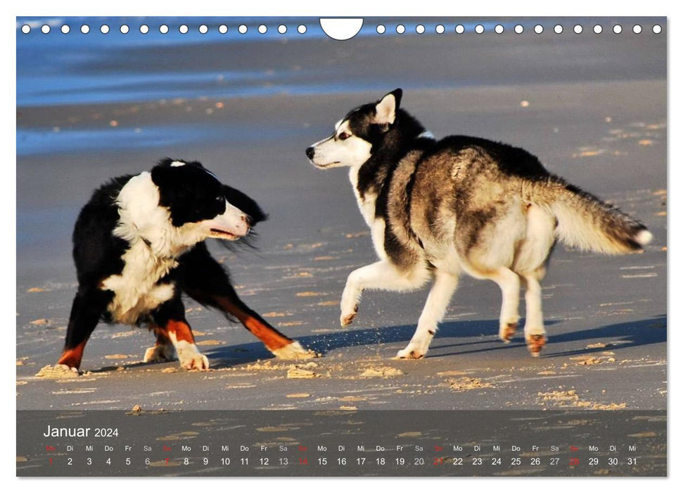 Dogs by the sea - playing, romping and running (CALVENDO wall calendar 2024) 