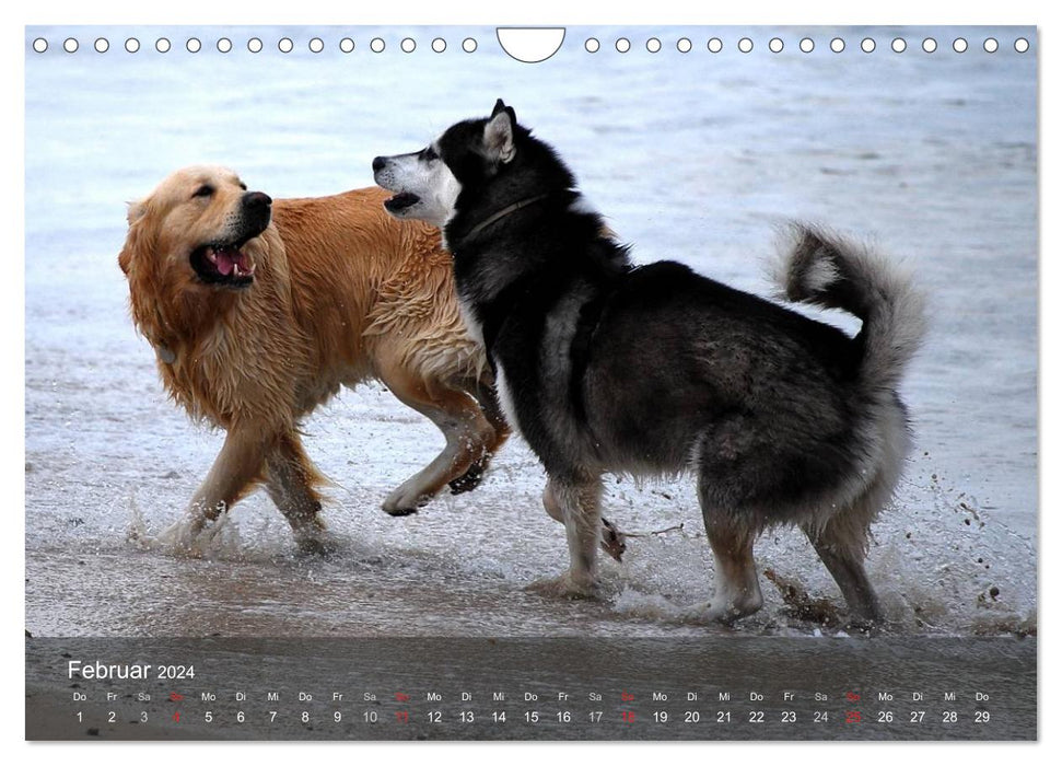 Hunde am Meer - Spielen, toben und rennen (CALVENDO Wandkalender 2024)