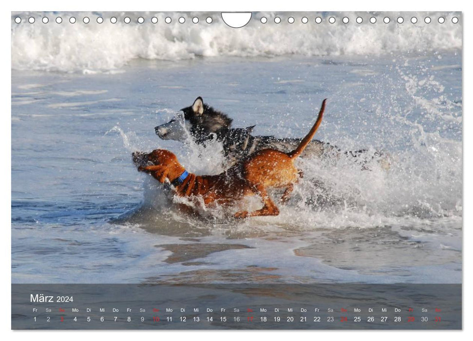 Hunde am Meer - Spielen, toben und rennen (CALVENDO Wandkalender 2024)