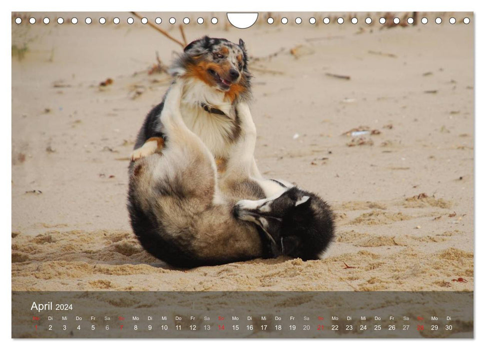 Dogs by the sea - playing, romping and running (CALVENDO wall calendar 2024) 