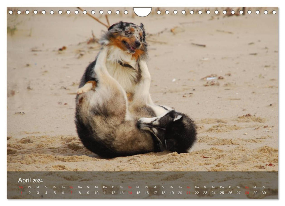 Hunde am Meer - Spielen, toben und rennen (CALVENDO Wandkalender 2024)