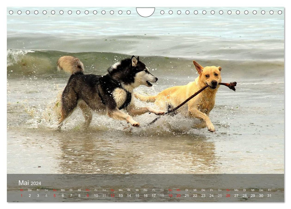 Hunde am Meer - Spielen, toben und rennen (CALVENDO Wandkalender 2024)