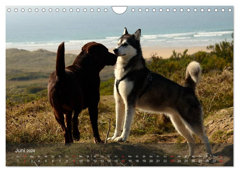 Dogs by the sea - playing, romping and running (CALVENDO wall calendar 2024) 