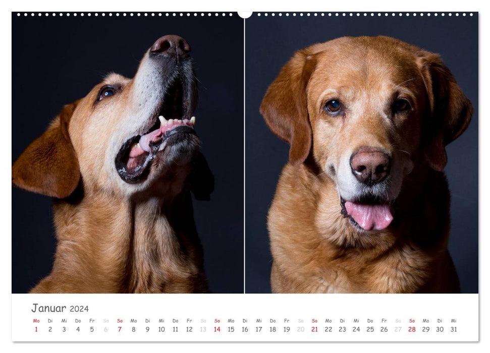charakterstarke Hunde, wunderschöne Hundeportraits (CALVENDO Premium Wandkalender 2024)