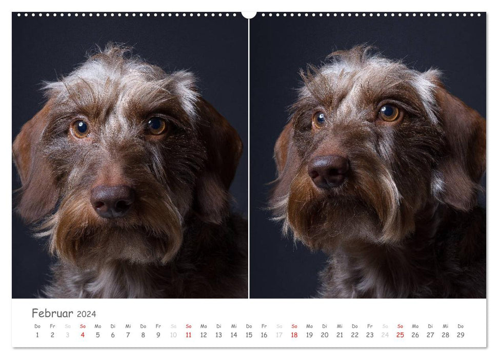 charakterstarke Hunde, wunderschöne Hundeportraits (CALVENDO Premium Wandkalender 2024)