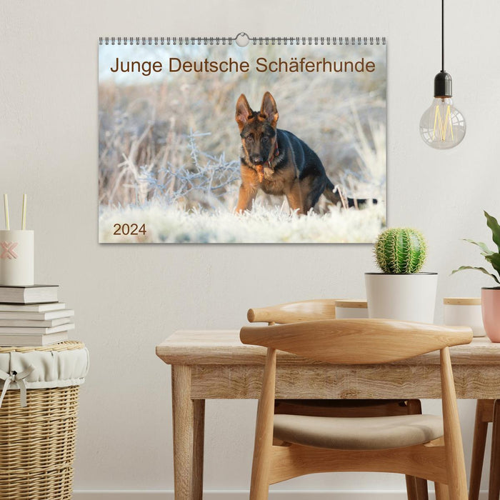 Young German Shepherd Dogs (CALVENDO Wall Calendar 2024) 