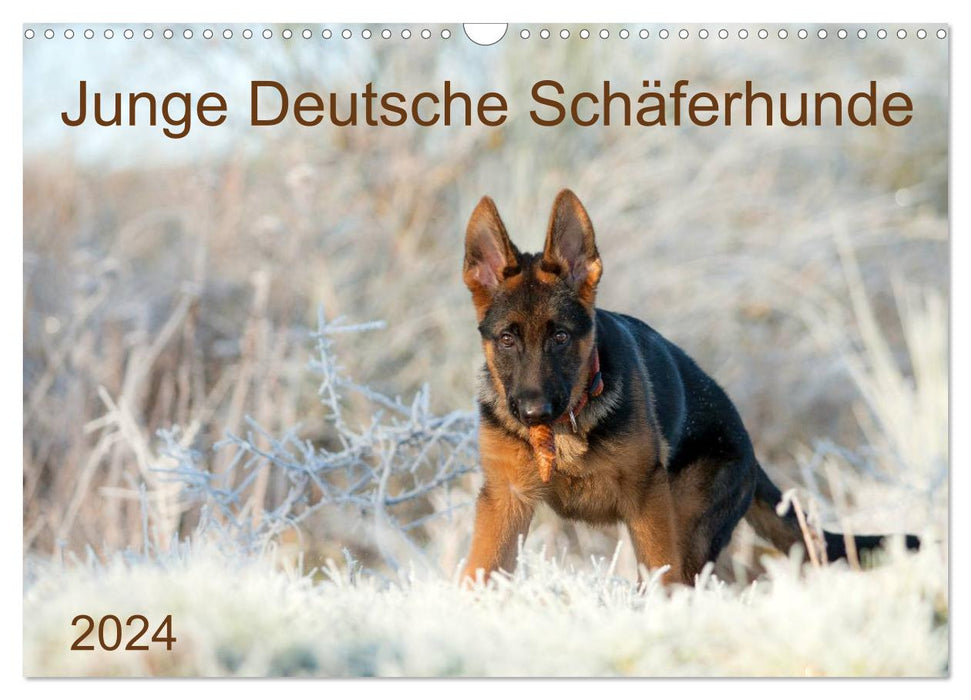 Young German Shepherd Dogs (CALVENDO Wall Calendar 2024) 