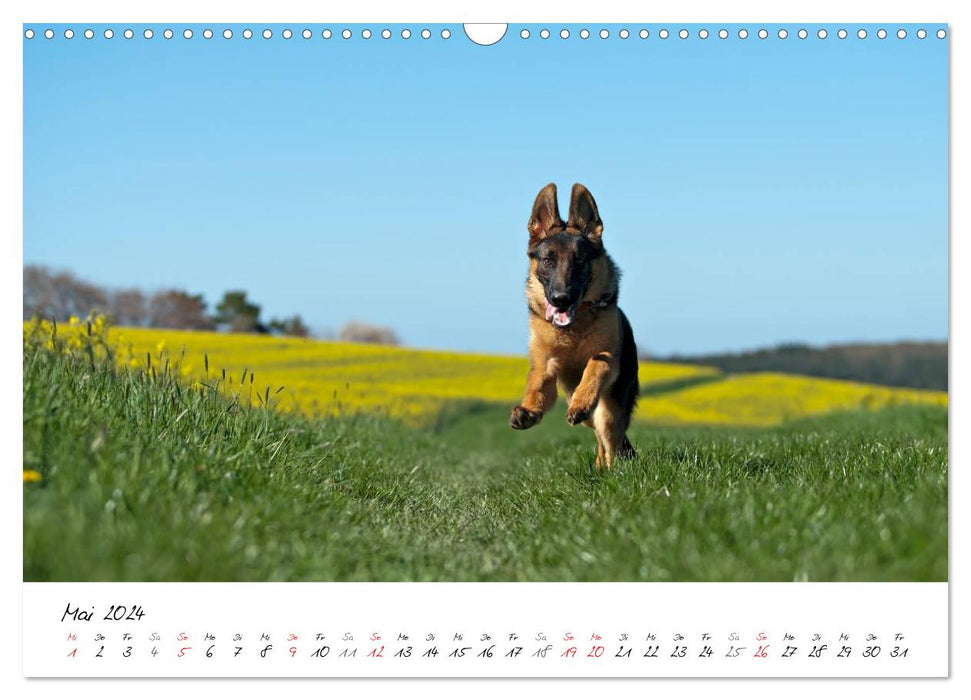 Young German Shepherd Dogs (CALVENDO Wall Calendar 2024) 