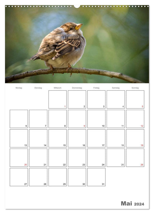Vögel im heimischen Garten (CALVENDO Premium Wandkalender 2024)