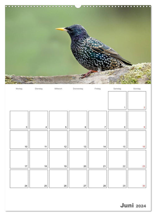 Vögel im heimischen Garten (CALVENDO Premium Wandkalender 2024)