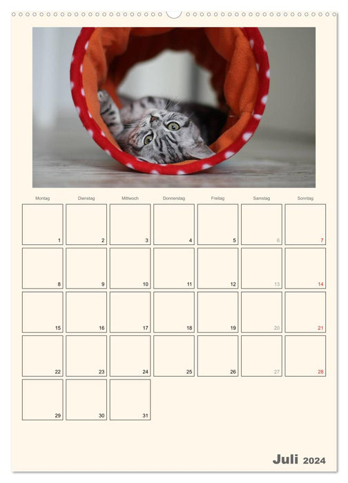 Schmusige Britisch Kurzhaar (CALVENDO Premium Wandkalender 2024)