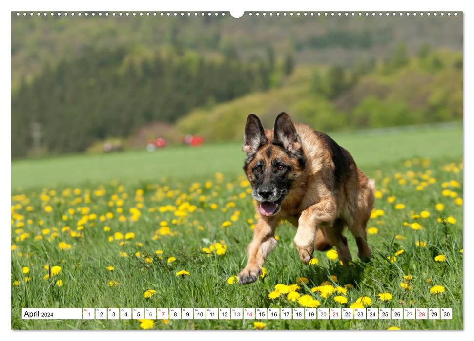Deutscher Schäferhund - Der beste Freund des Menschen (CALVENDO Wandkalender 2024)