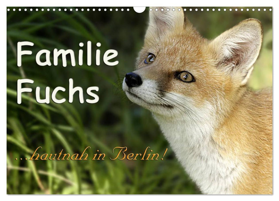 Familie Fuchs hautnah in Berlin (CALVENDO Wandkalender 2024)