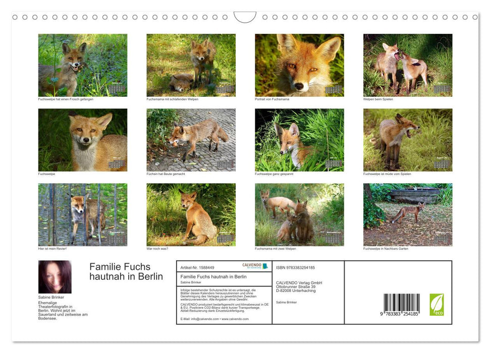 Familie Fuchs hautnah in Berlin (CALVENDO Wandkalender 2024)