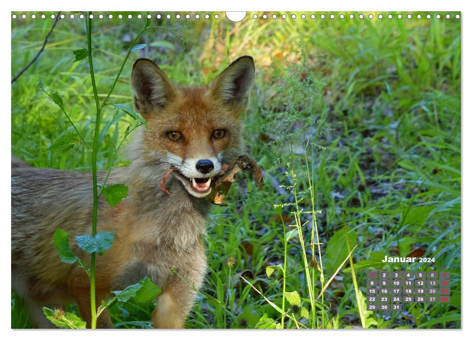 Familie Fuchs hautnah in Berlin (CALVENDO Wandkalender 2024)