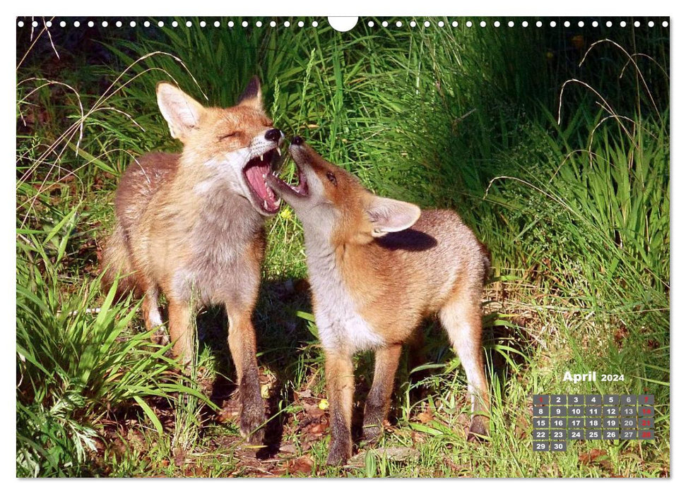 Familie Fuchs hautnah in Berlin (CALVENDO Wandkalender 2024)