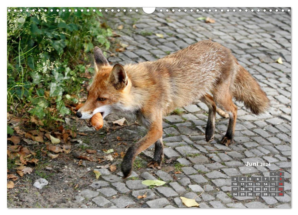 Familie Fuchs hautnah in Berlin (CALVENDO Wandkalender 2024)