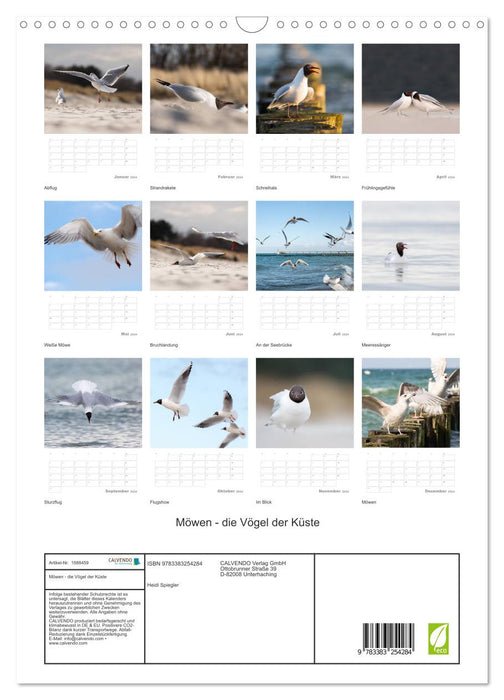 Seagulls - the birds of the coast (CALVENDO wall calendar 2024) 