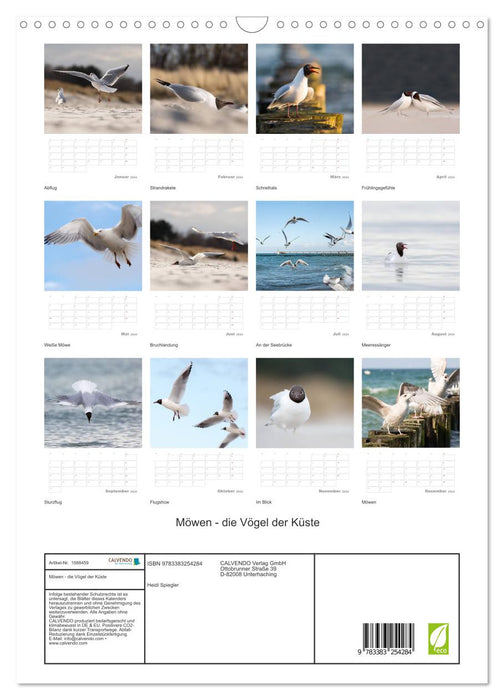 Möwen - die Vögel der Küste (CALVENDO Wandkalender 2024)