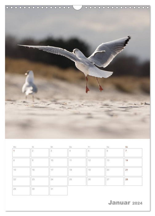 Mouettes - les oiseaux de la côte (Calendrier mural CALVENDO 2024) 