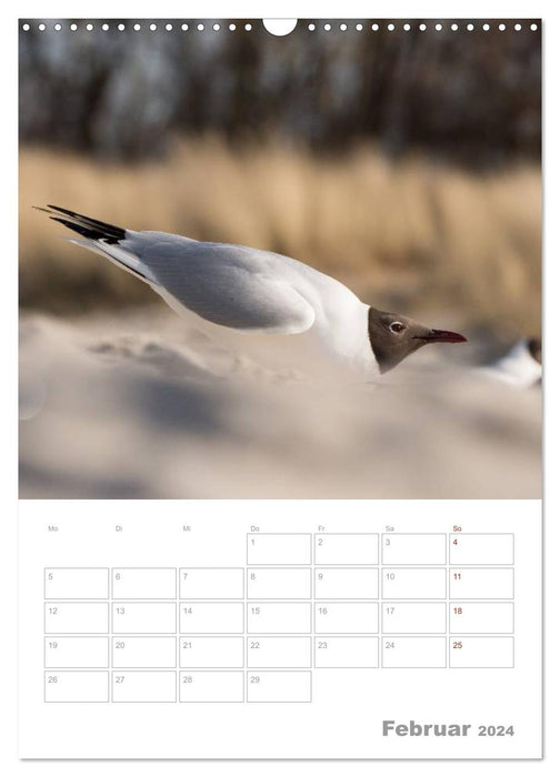 Mouettes - les oiseaux de la côte (Calendrier mural CALVENDO 2024) 