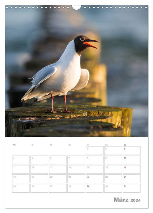 Seagulls - the birds of the coast (CALVENDO wall calendar 2024) 