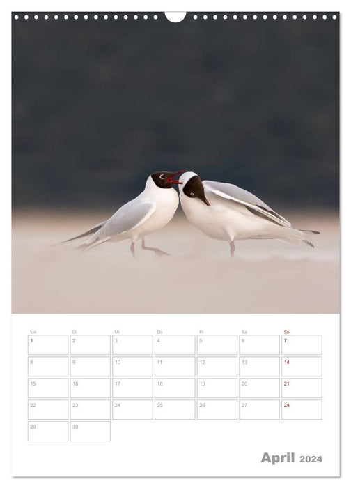 Möwen - die Vögel der Küste (CALVENDO Wandkalender 2024)