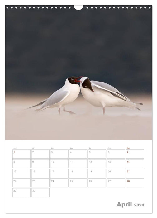 Seagulls - the birds of the coast (CALVENDO wall calendar 2024) 