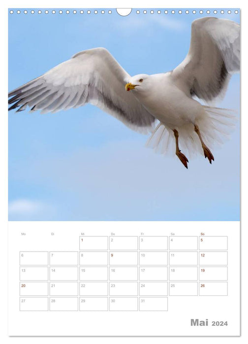 Mouettes - les oiseaux de la côte (Calendrier mural CALVENDO 2024) 