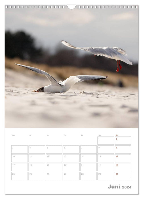 Seagulls - the birds of the coast (CALVENDO wall calendar 2024) 