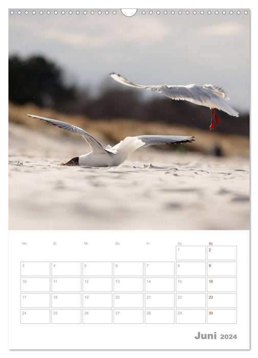 Möwen - die Vögel der Küste (CALVENDO Wandkalender 2024)