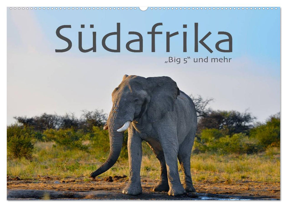 Südafrika - Big 5 und mehr (CALVENDO Wandkalender 2024)