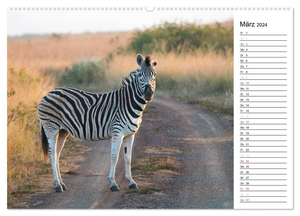 Südafrika - Big 5 und mehr (CALVENDO Wandkalender 2024)