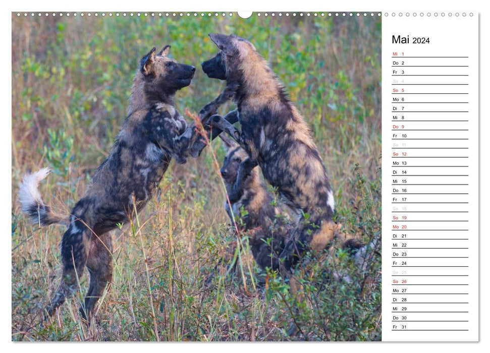 South Africa - Big 5 and more (CALVENDO wall calendar 2024) 