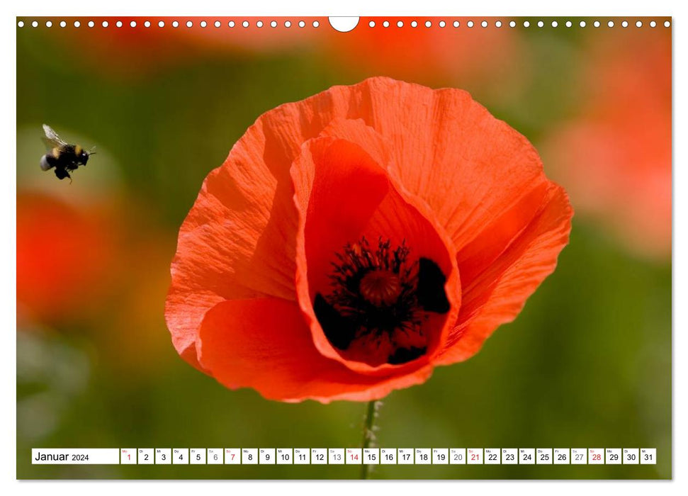 Poppy Days (CALVENDO wall calendar 2024) 