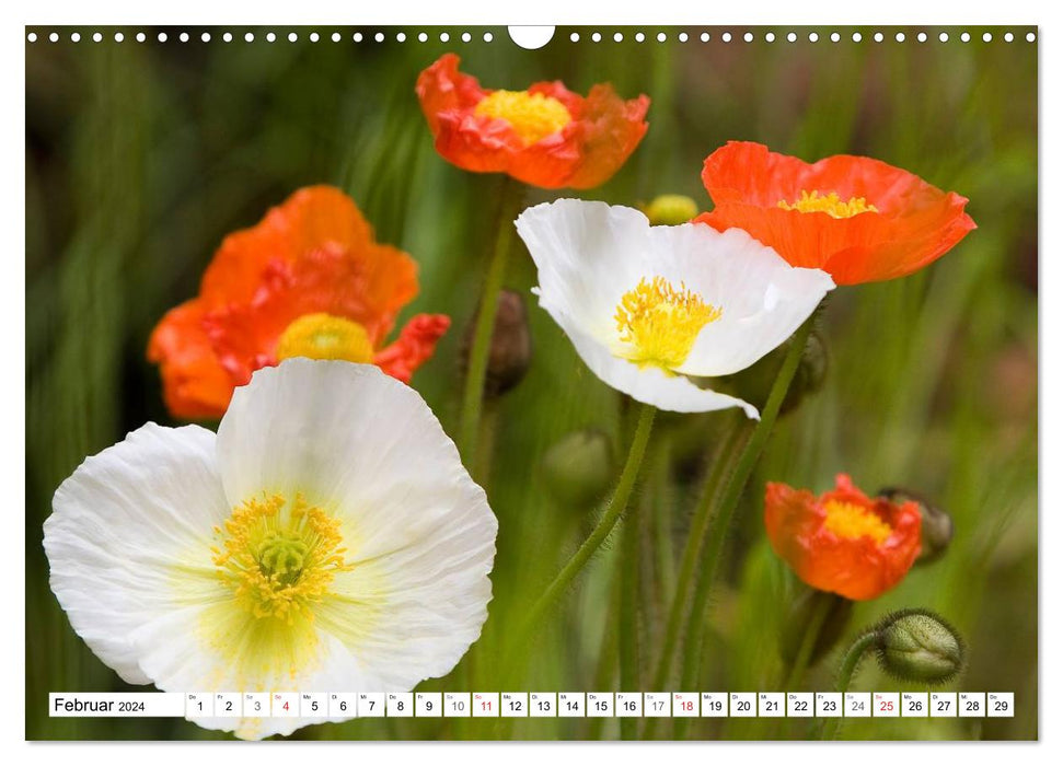 Poppy Days (CALVENDO wall calendar 2024) 