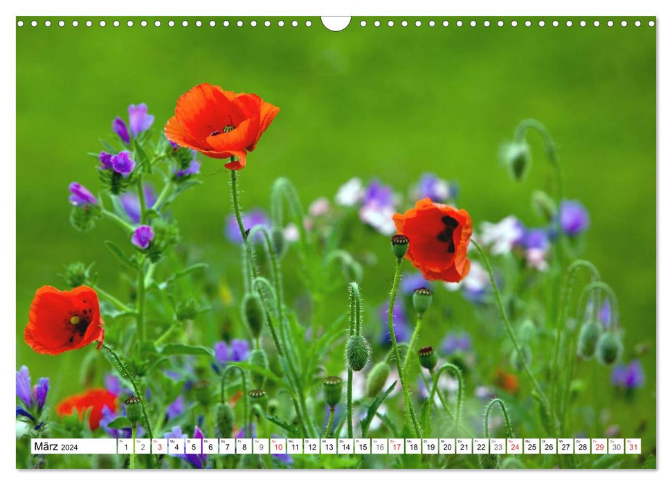 Poppy Days (CALVENDO wall calendar 2024) 