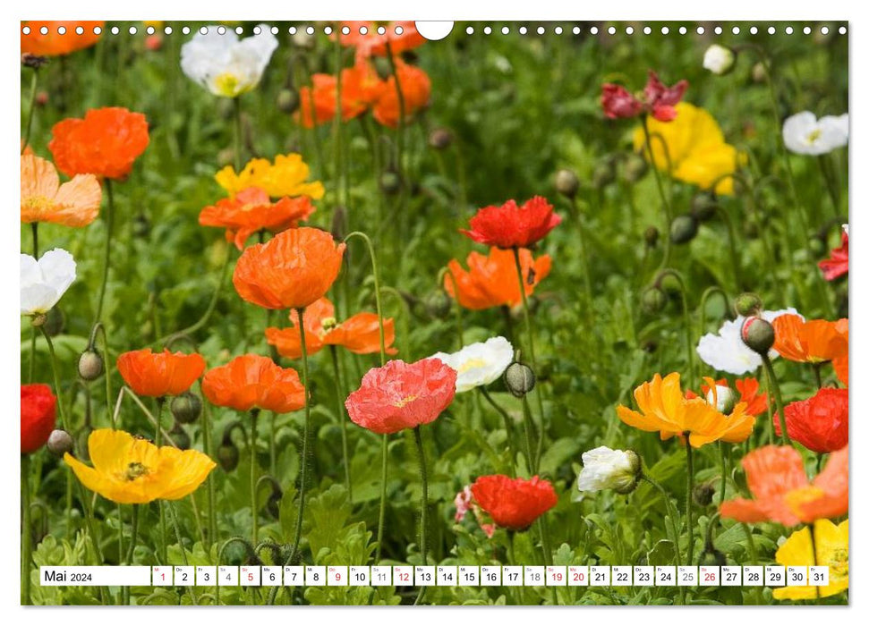 Poppy Days (CALVENDO wall calendar 2024) 