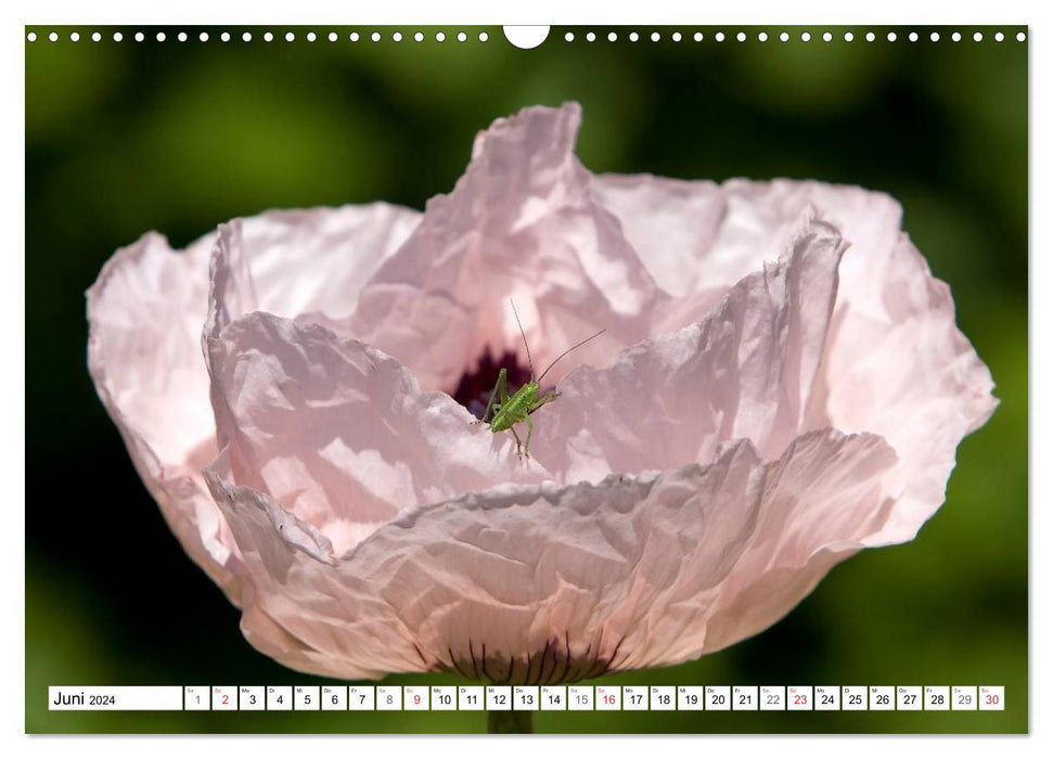 Poppy Days (CALVENDO wall calendar 2024) 