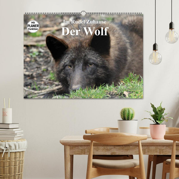 At Home in the Pack - The Wolf (CALVENDO Wall Calendar 2024) 