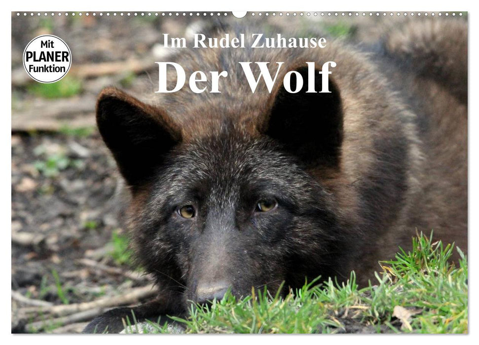 At Home in the Pack - The Wolf (CALVENDO Wall Calendar 2024) 