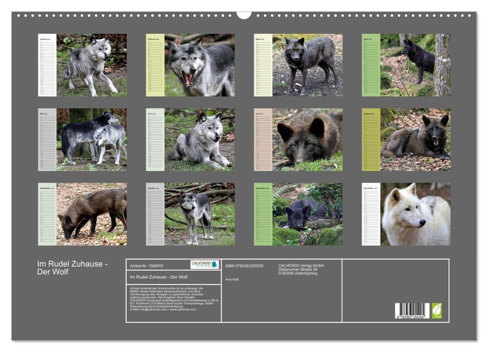 At Home in the Pack - The Wolf (CALVENDO Wall Calendar 2024) 