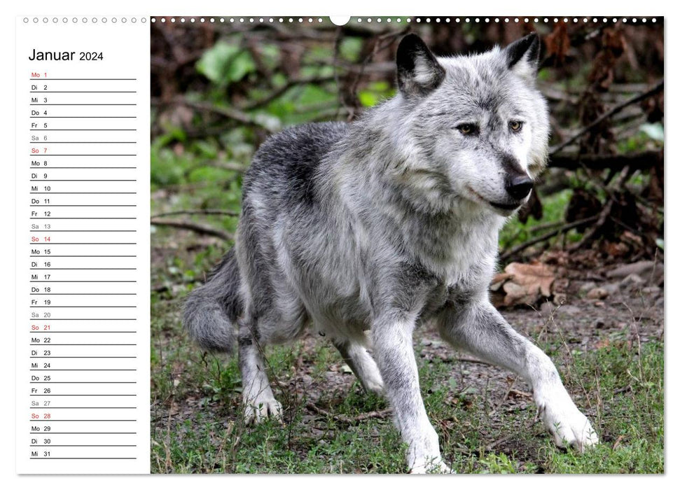 À la maison dans la meute – Le loup (Calendrier mural CALVENDO 2024) 