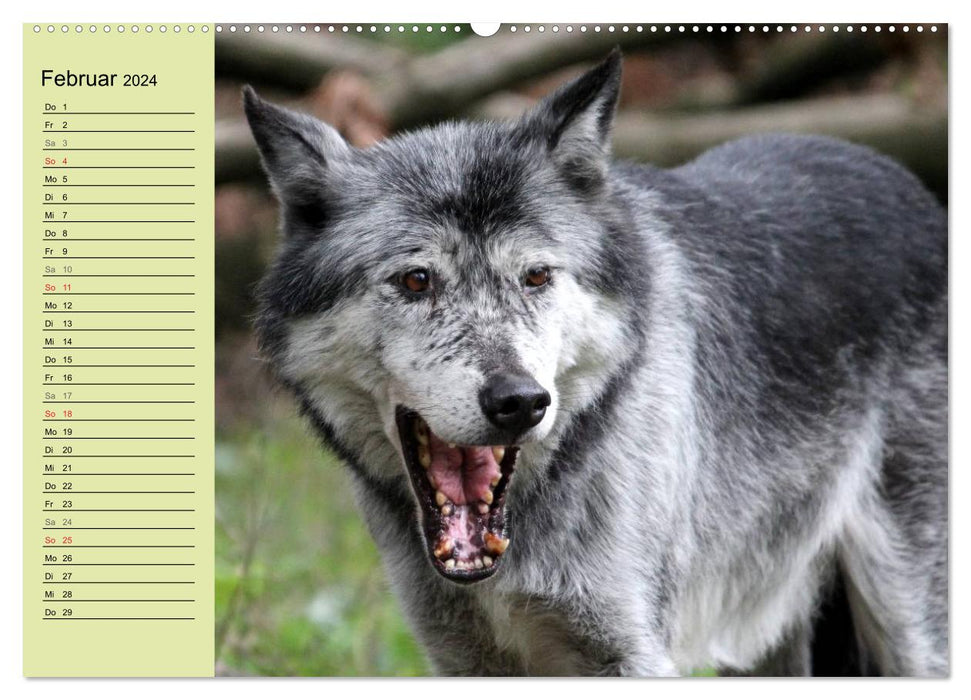 At Home in the Pack - The Wolf (CALVENDO Wall Calendar 2024) 