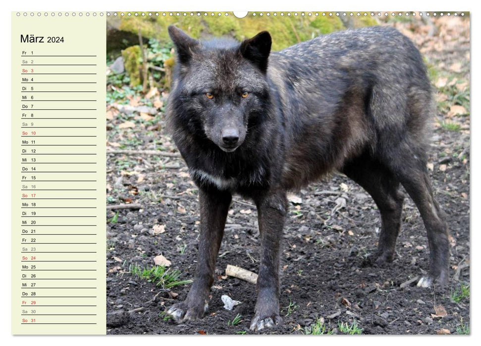 At Home in the Pack - The Wolf (CALVENDO Wall Calendar 2024) 