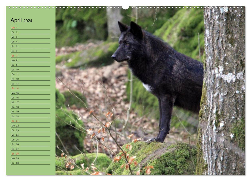 Im Rudel Zuhause - Der Wolf (CALVENDO Wandkalender 2024)