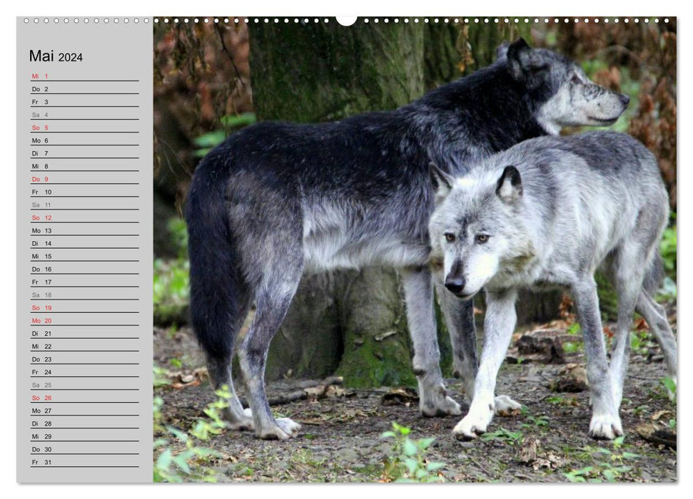 Im Rudel Zuhause - Der Wolf (CALVENDO Wandkalender 2024)